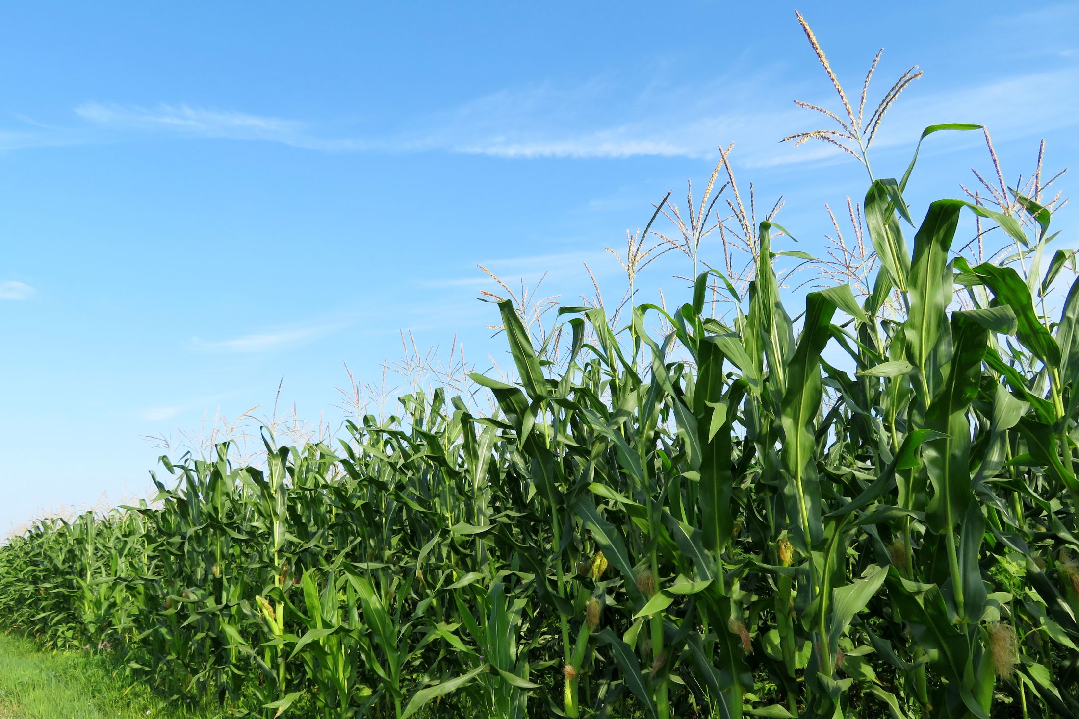 Cornfield under open sky in the North Central Iowa farm country around Clarion.